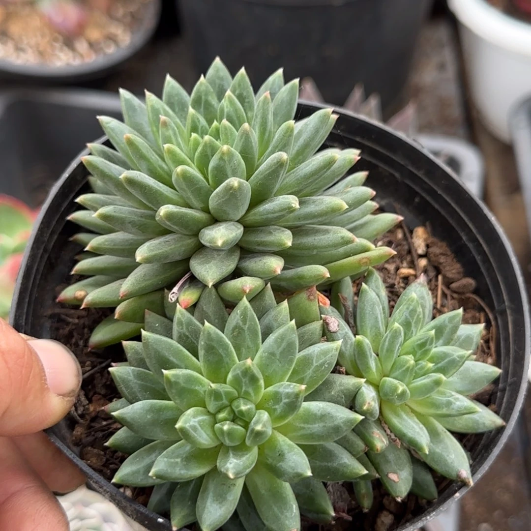 青花瓷惊一物一拍包装收缩花旱