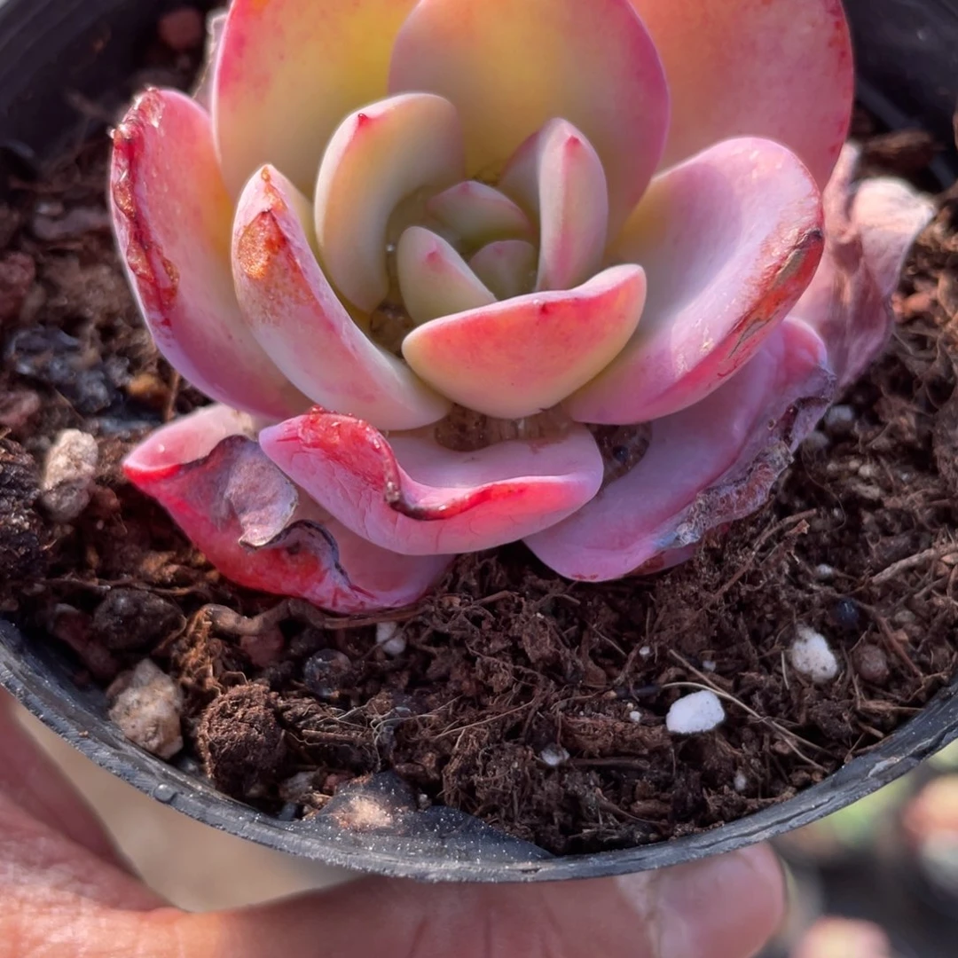 1811  布鲁兰  六月六