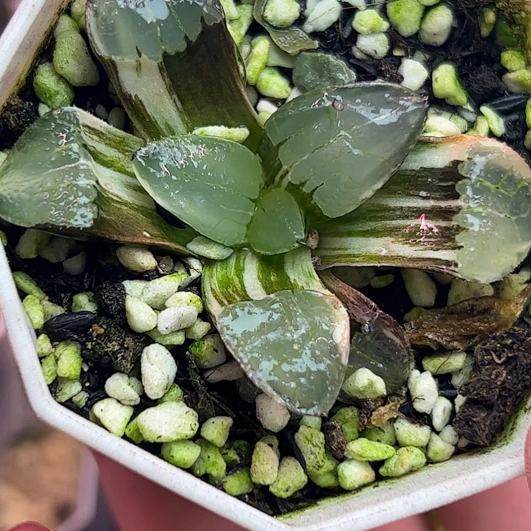 日月潭实生锦十二卷多肉