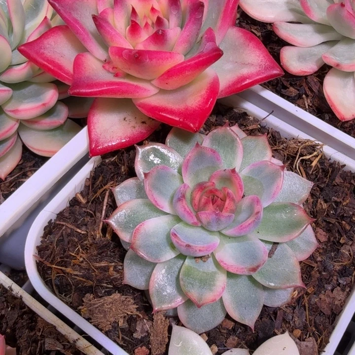 蓝色妖姬锦多肉植物