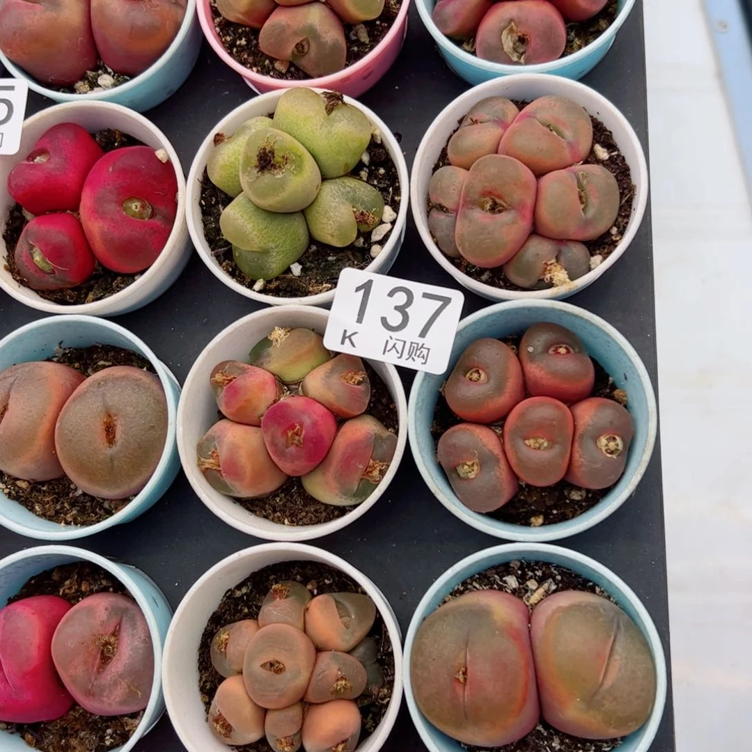 无花朵侍****房我很喜欢这个K137