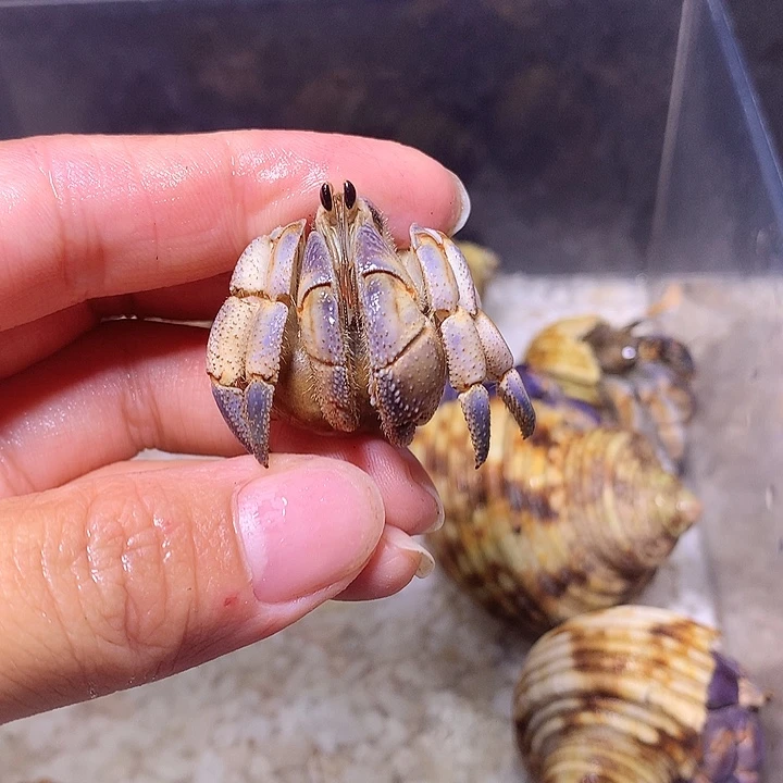 2.1口径奔跑的寄居26