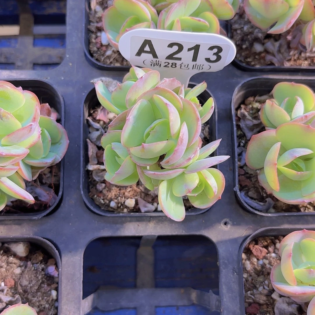A213碧桃一物一拍