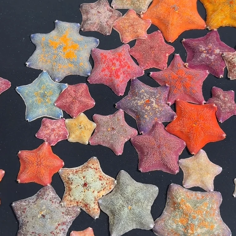 海燕海星活体宠物桌面萌宠