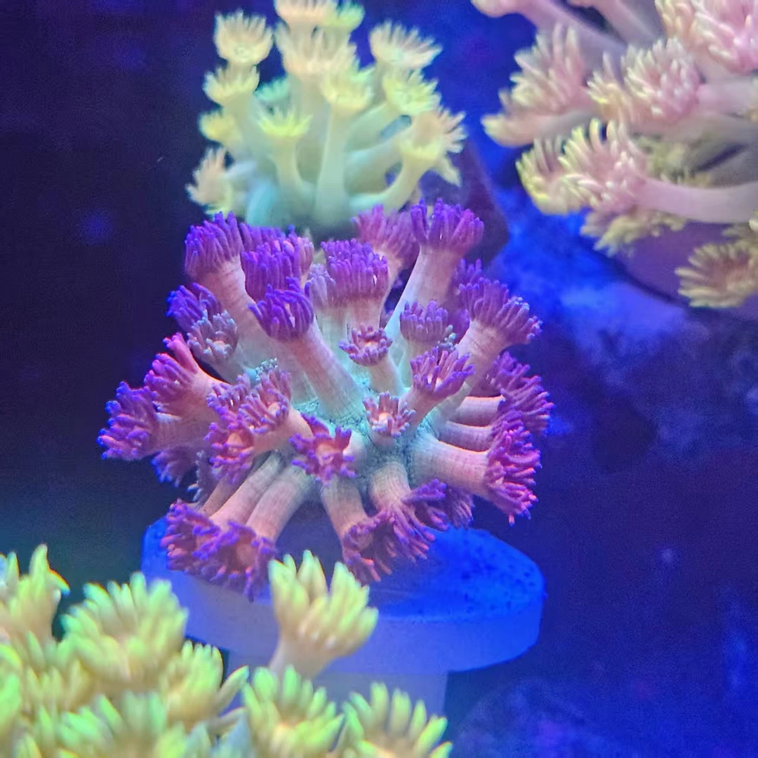 礁蓝海直播间链接 一物一拍 水草链接