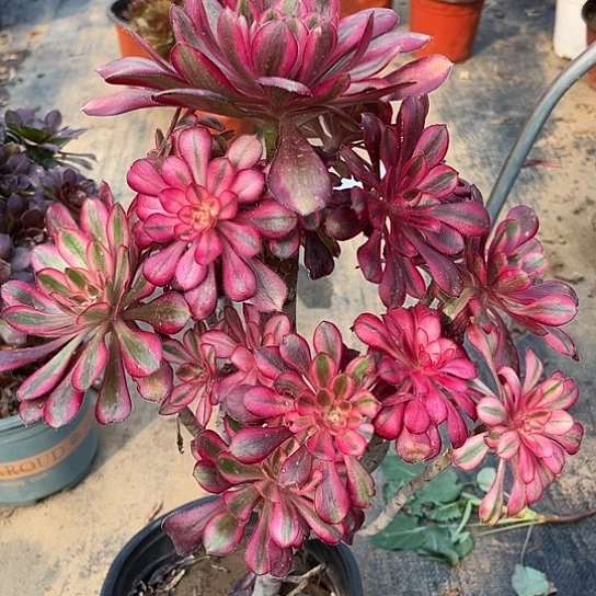 多肉植物法师红色93