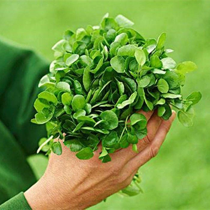 新种西洋菜种子豆瓣菜多年生易种热销四季菜种水芥菜蔬菜盆栽小青