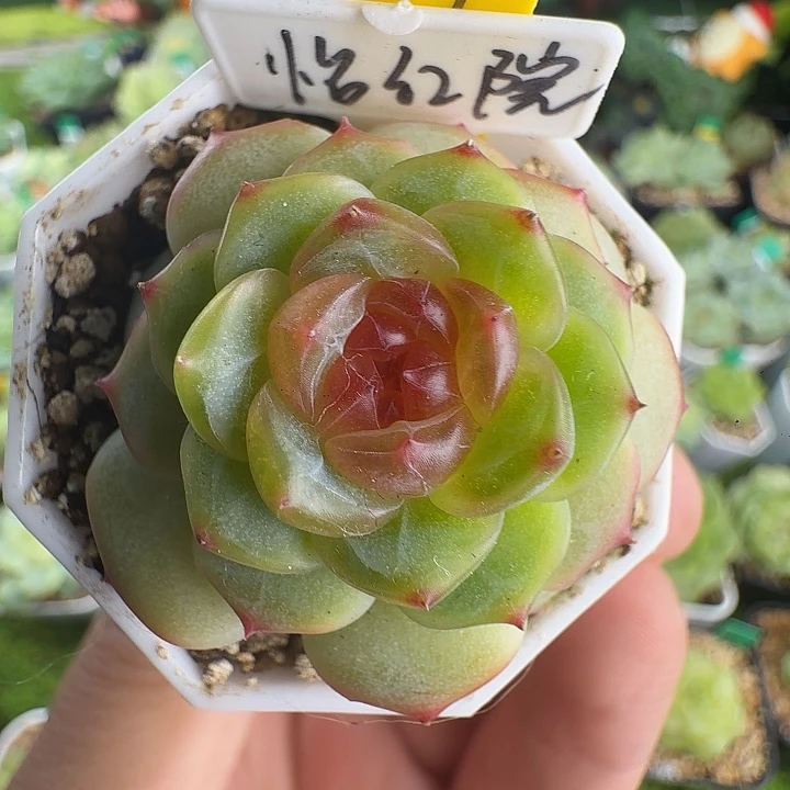 福利怡红甜心999啦啦