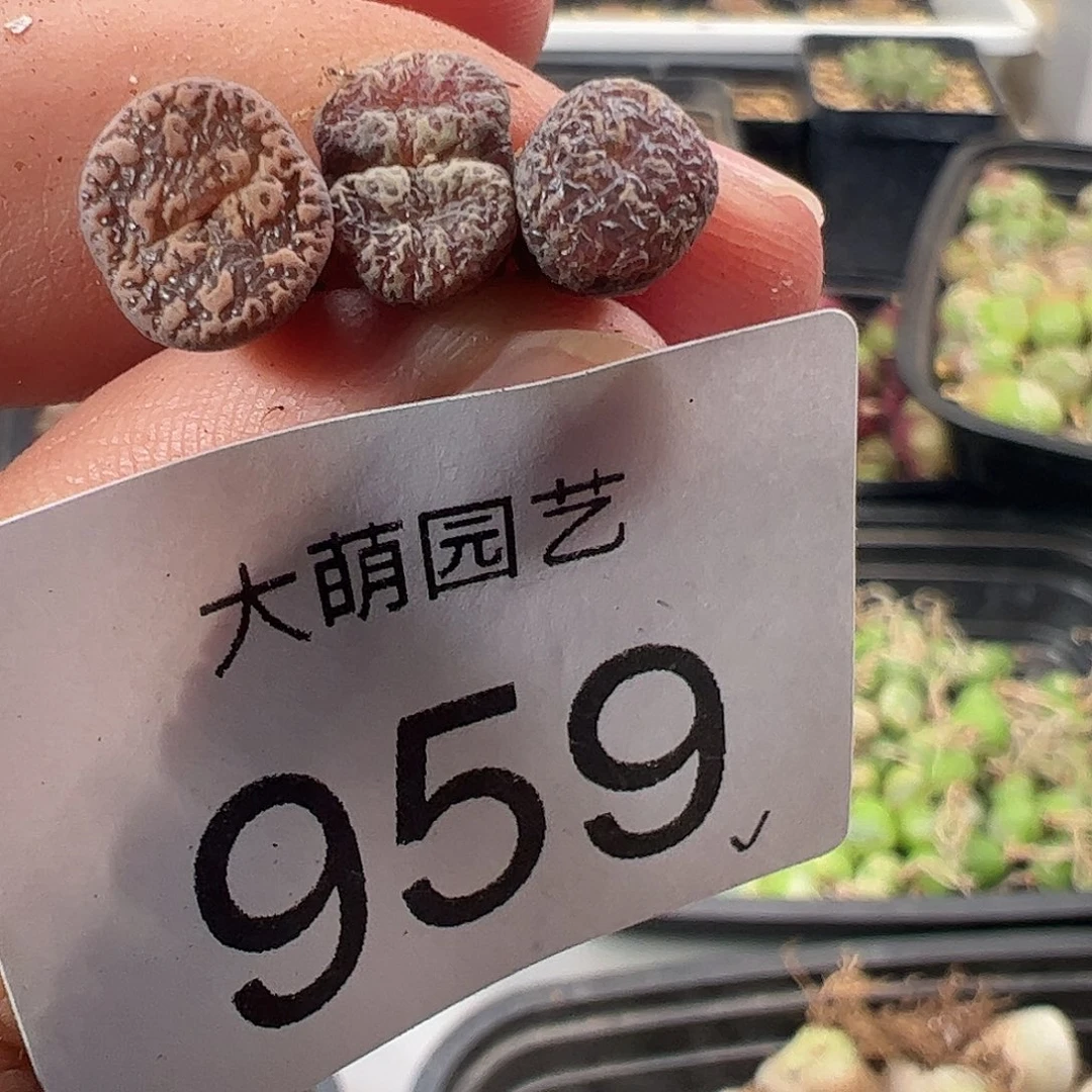 一物一拍。         959