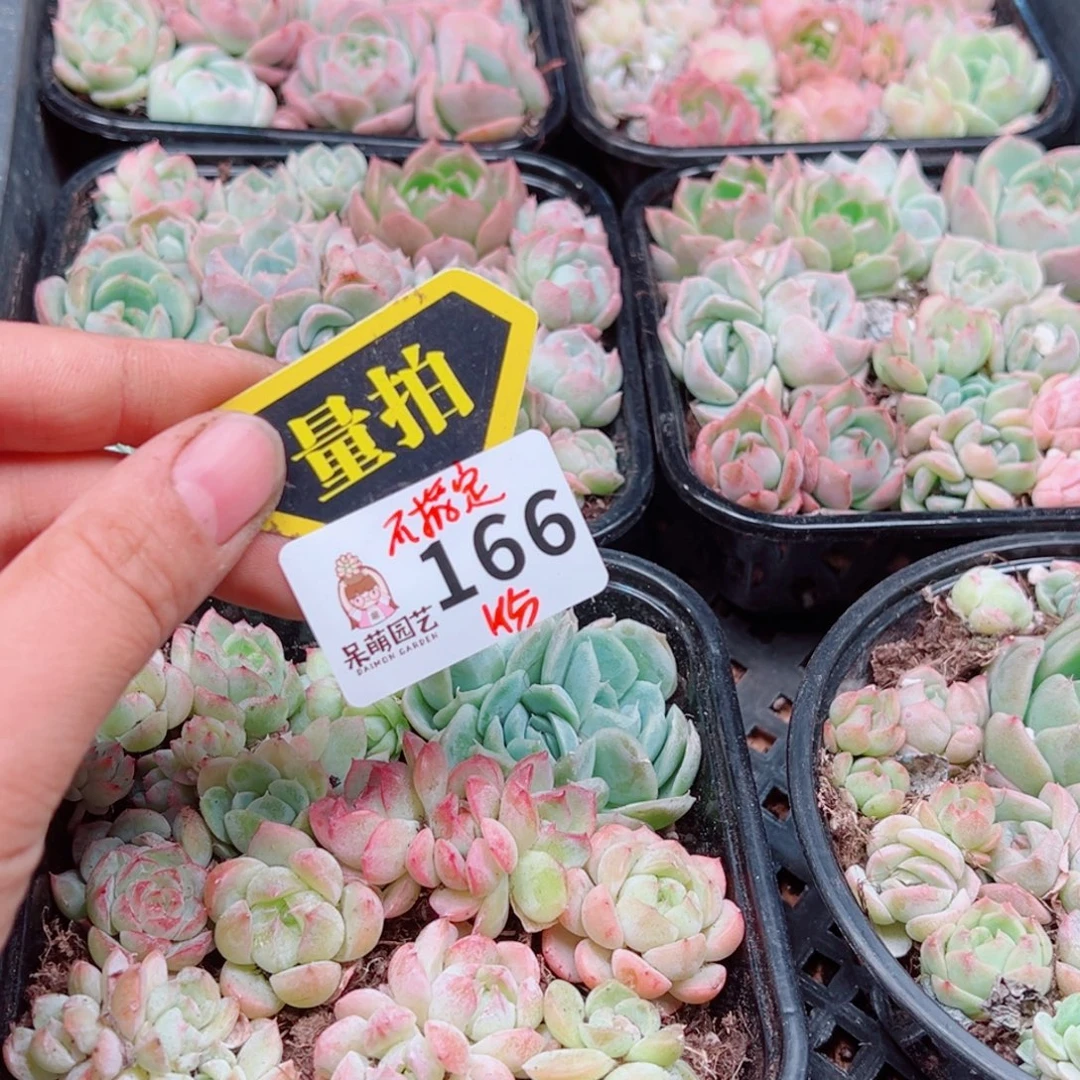 多肉植物多肉植物