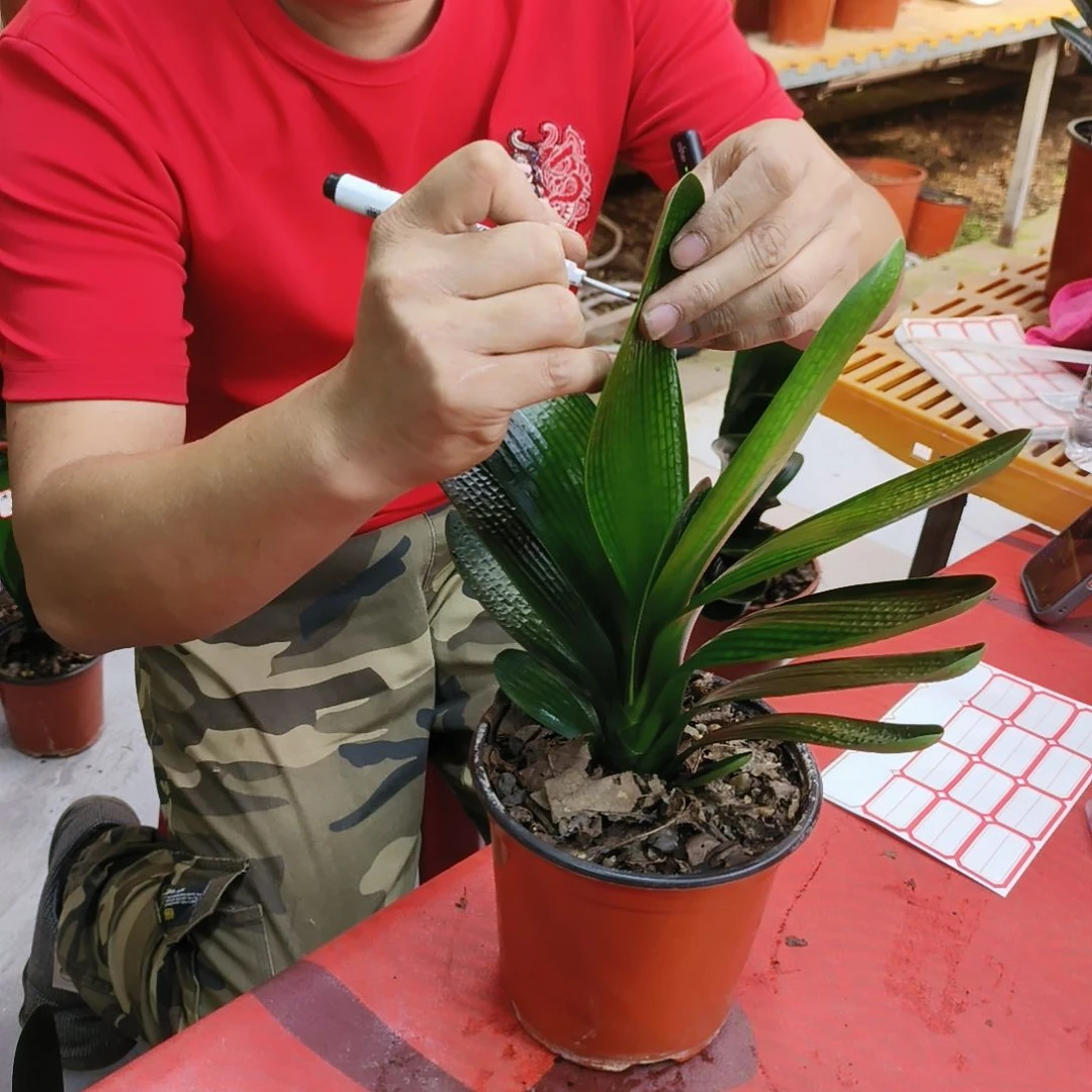 ****华当前无花栽培后可以开花