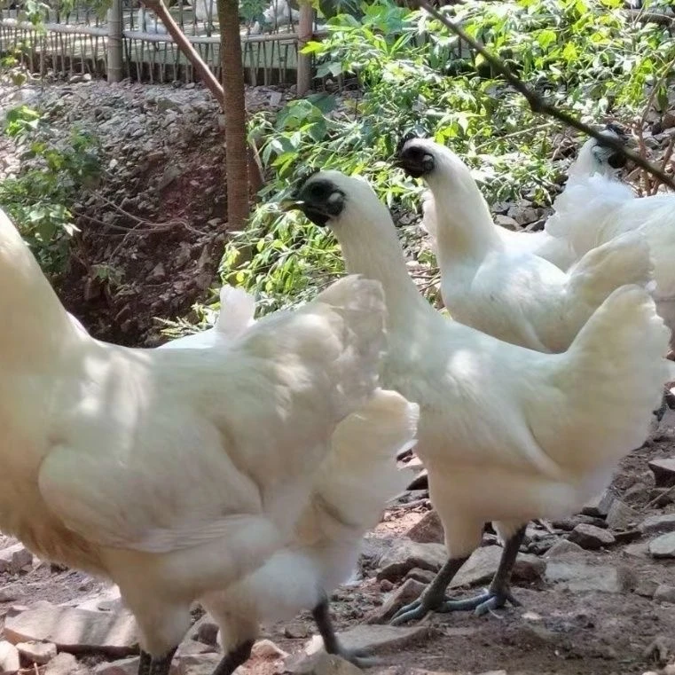 正宗蓝耳江山白羽乌骨鸡（宠物鸡）一斤活鸡包邮