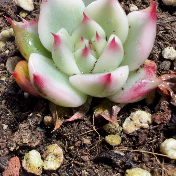 吉娃娃锦多肉植物