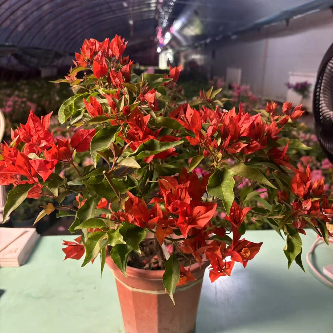 【新疆包邮】三角梅热火桑巴盆栽大苗庭院阳台植物