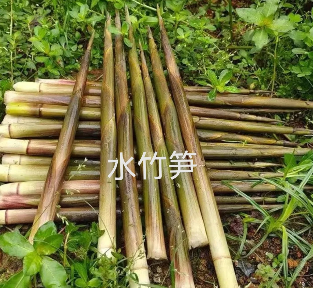 美味鲜嫩竹笋，上午摘下午发货