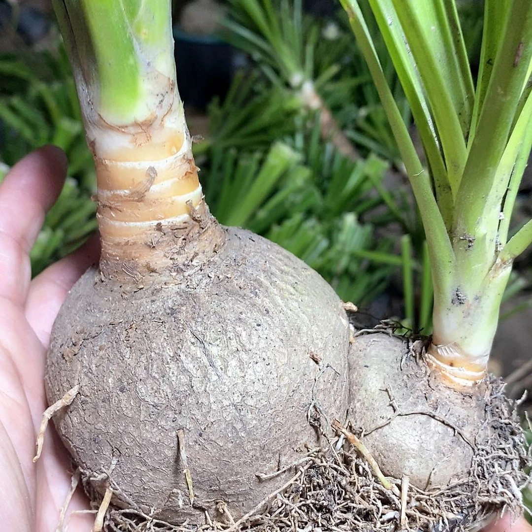 完全开放双头酒瓶兰