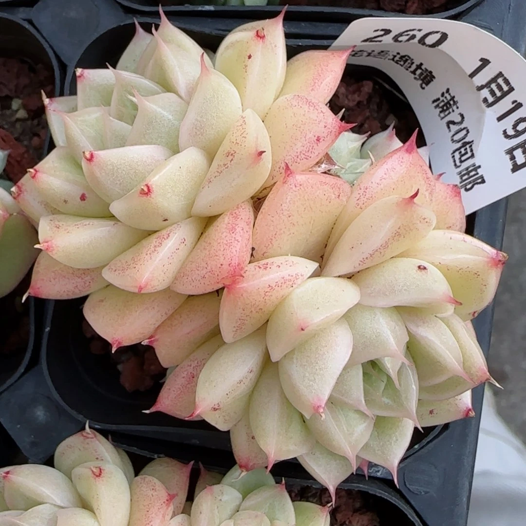 花语逸镜0119-260