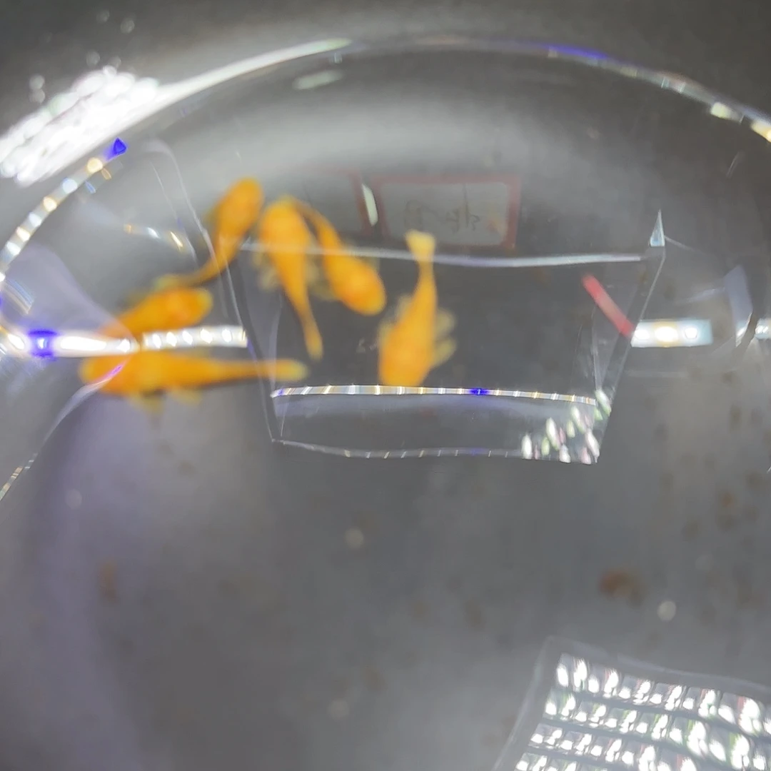 孔雀鱼黄金胡子六条