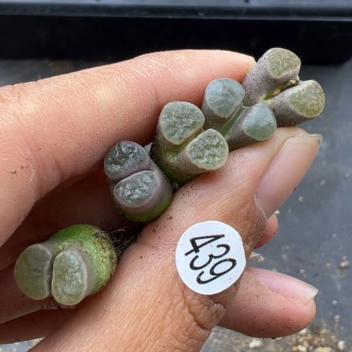 439好双11福利价不代表平时出货价