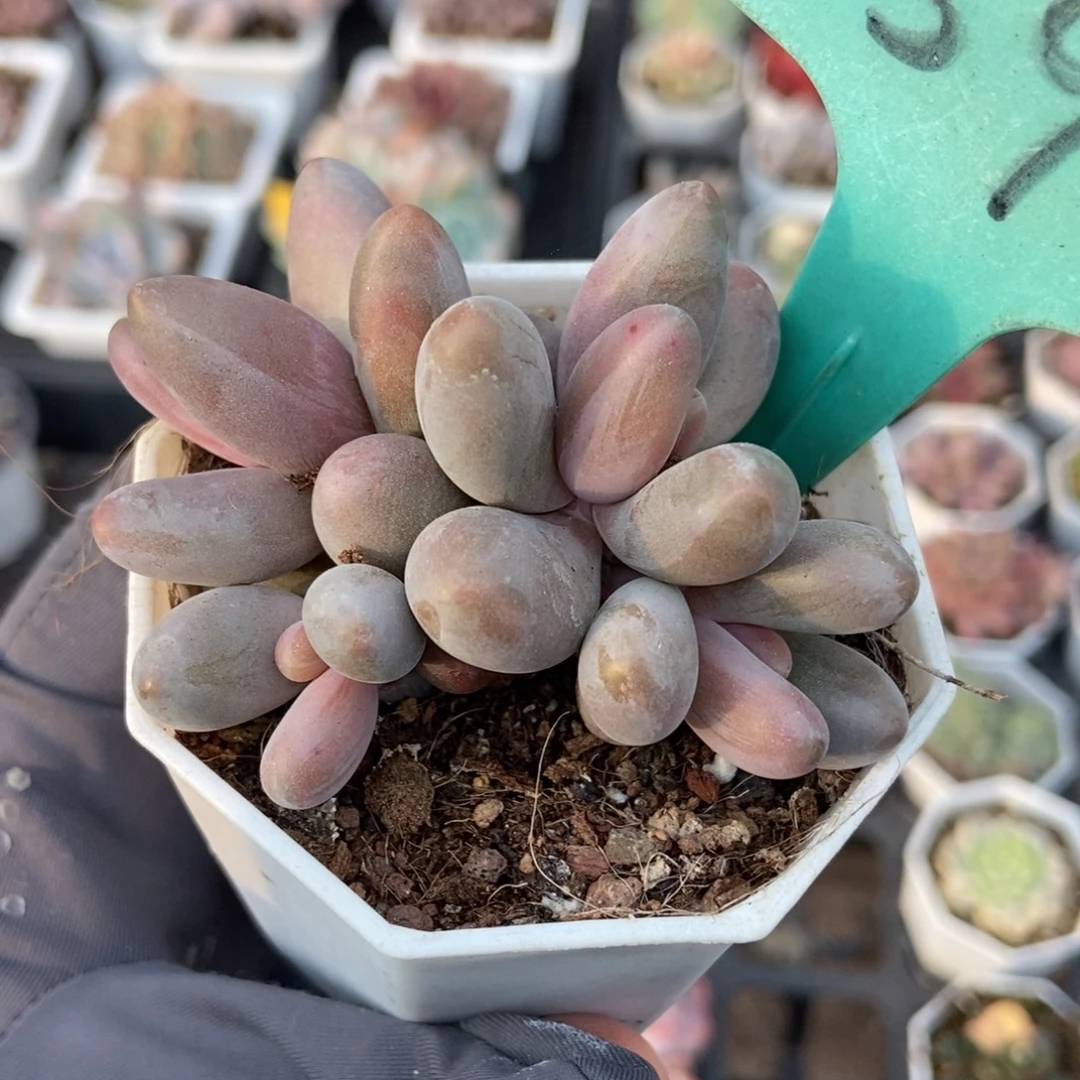 1599红手指多肉植物