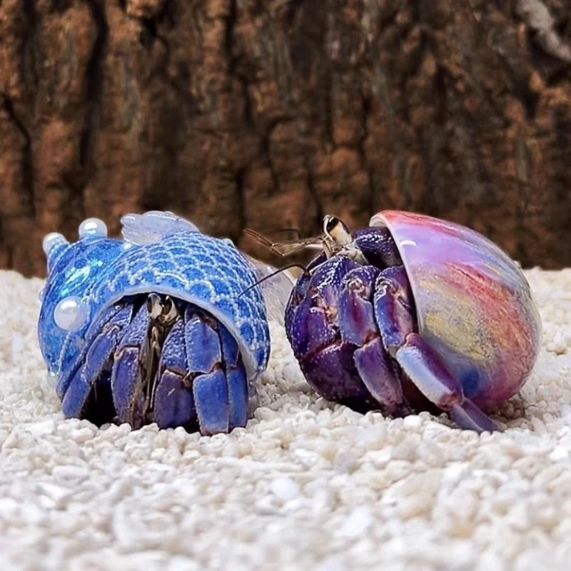 小朋友礼物礼盒豆丁寄居蟹19。9米20个包活15个