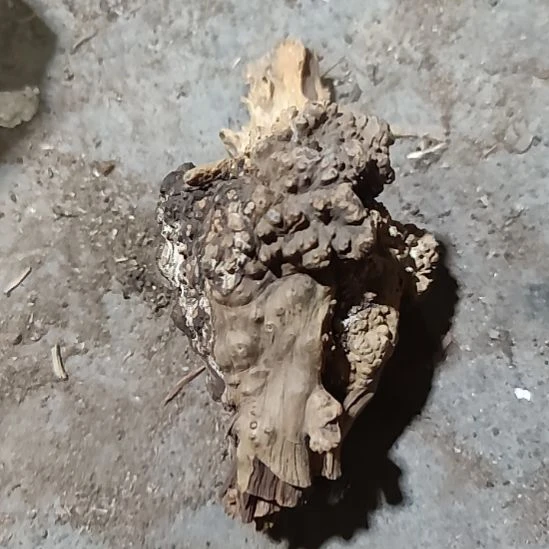 柏木崖柏工艺品小榴花崖柏