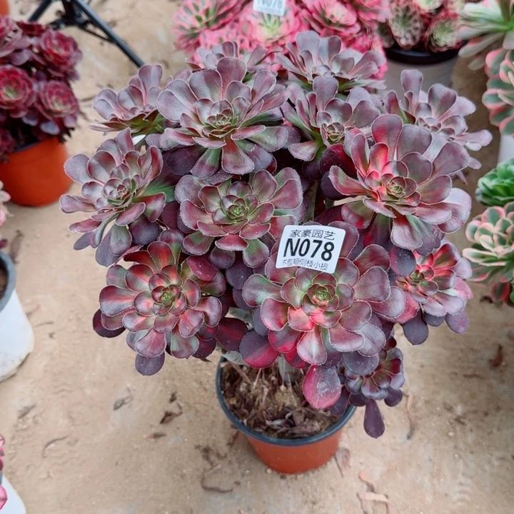 风***雅078花蝴蝶官服30左右2