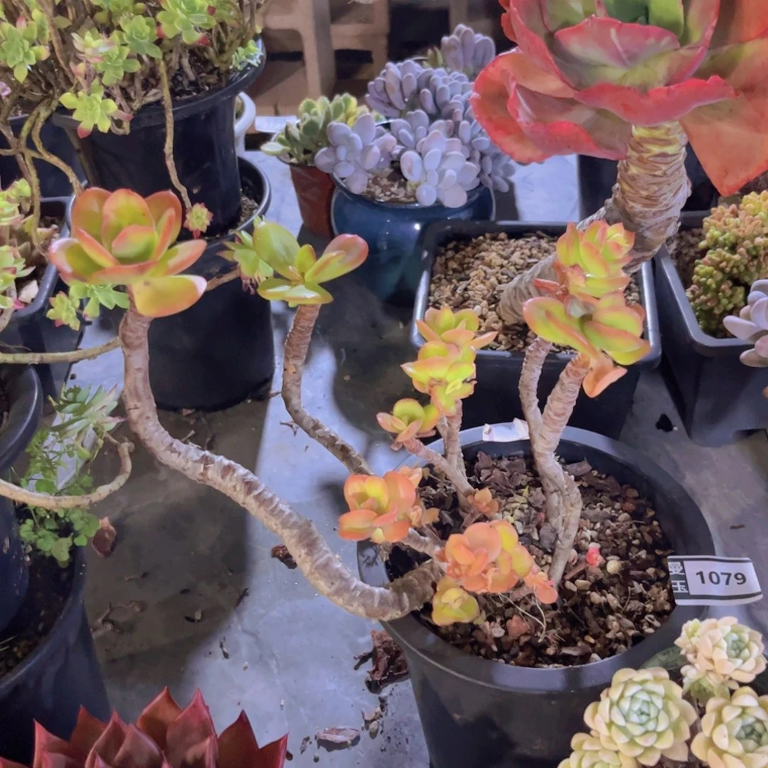 红梅多肉植物1079