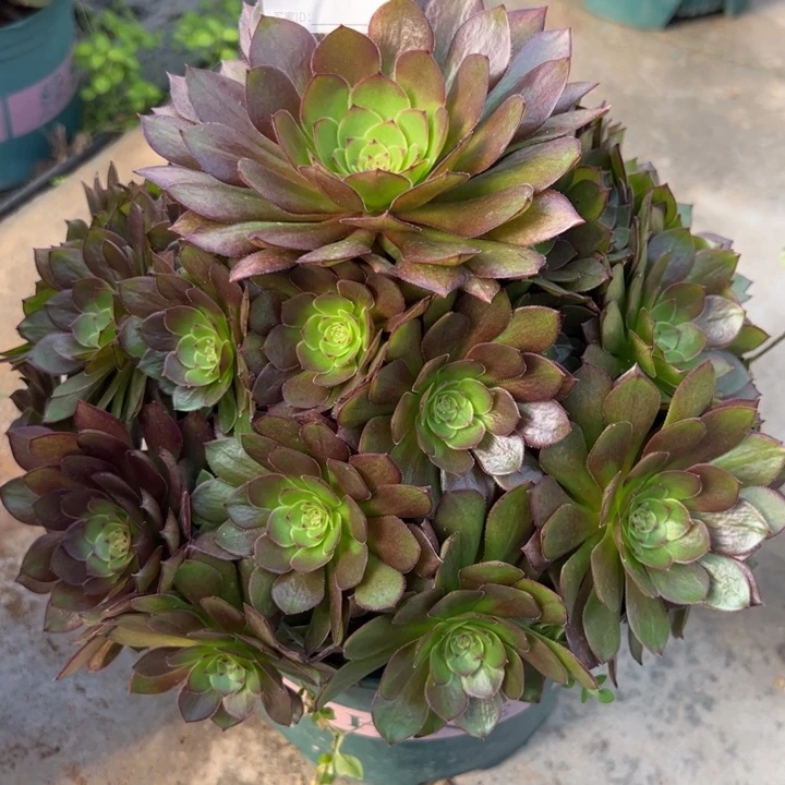 529红魔多肉23厘米左右