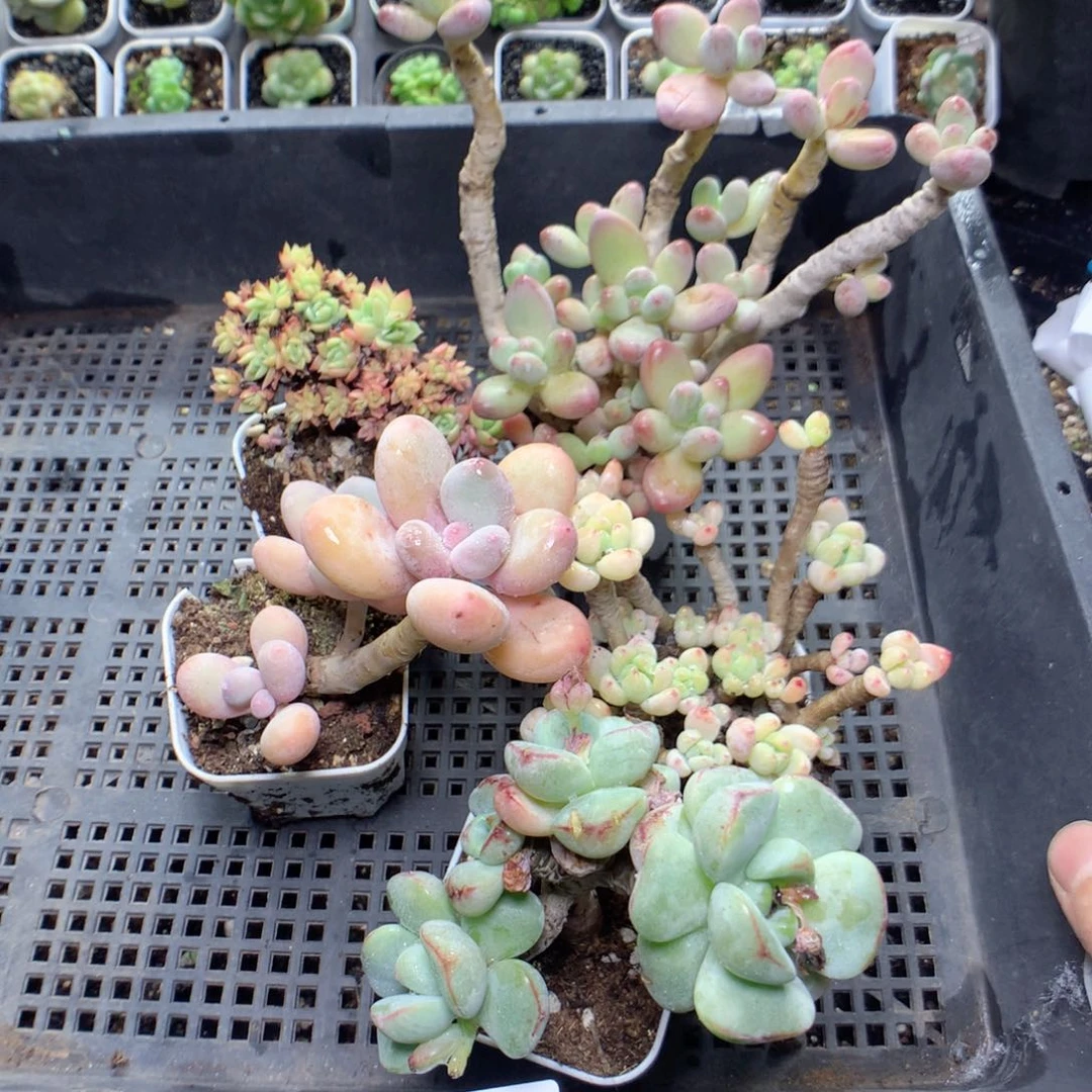 无花朵G137月英语英语英语英语