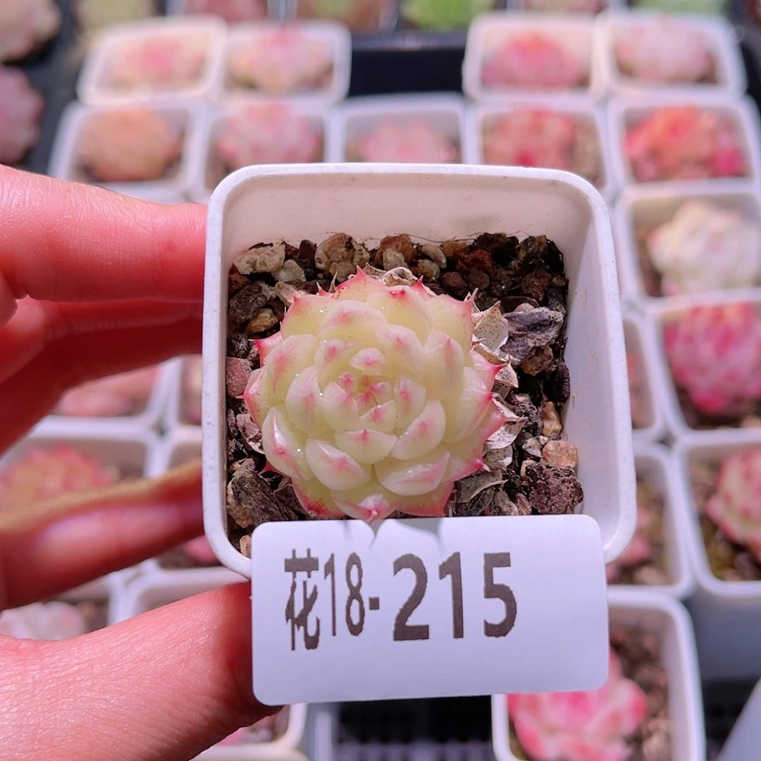 花利美18-215海王