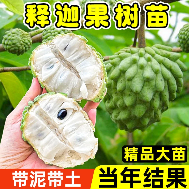 释迦果树苗嫁接赖球果佛头果林檎果树苗南方北方盆栽地栽庭院种植