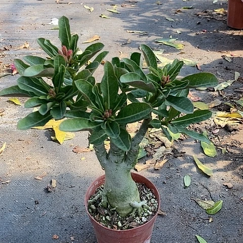 【闪购商品】无花朵沂****敏