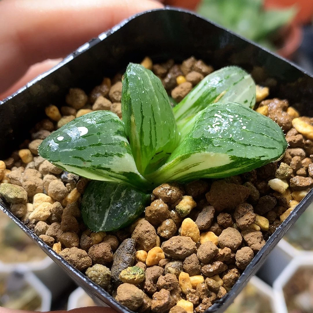 史扑寿锦带盆土发货lut