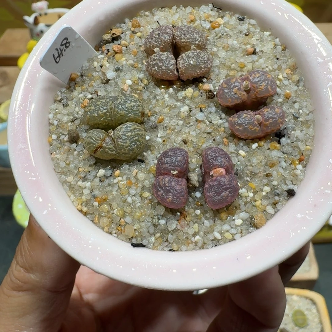 蘑菇1190勋章彩拼多肉植物