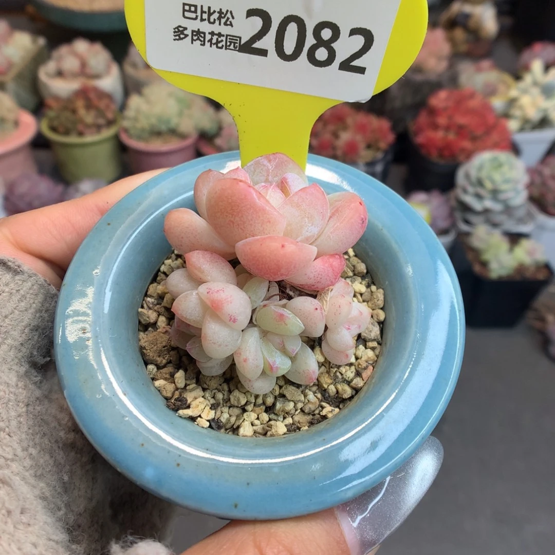 2082新年好冰玉多肉