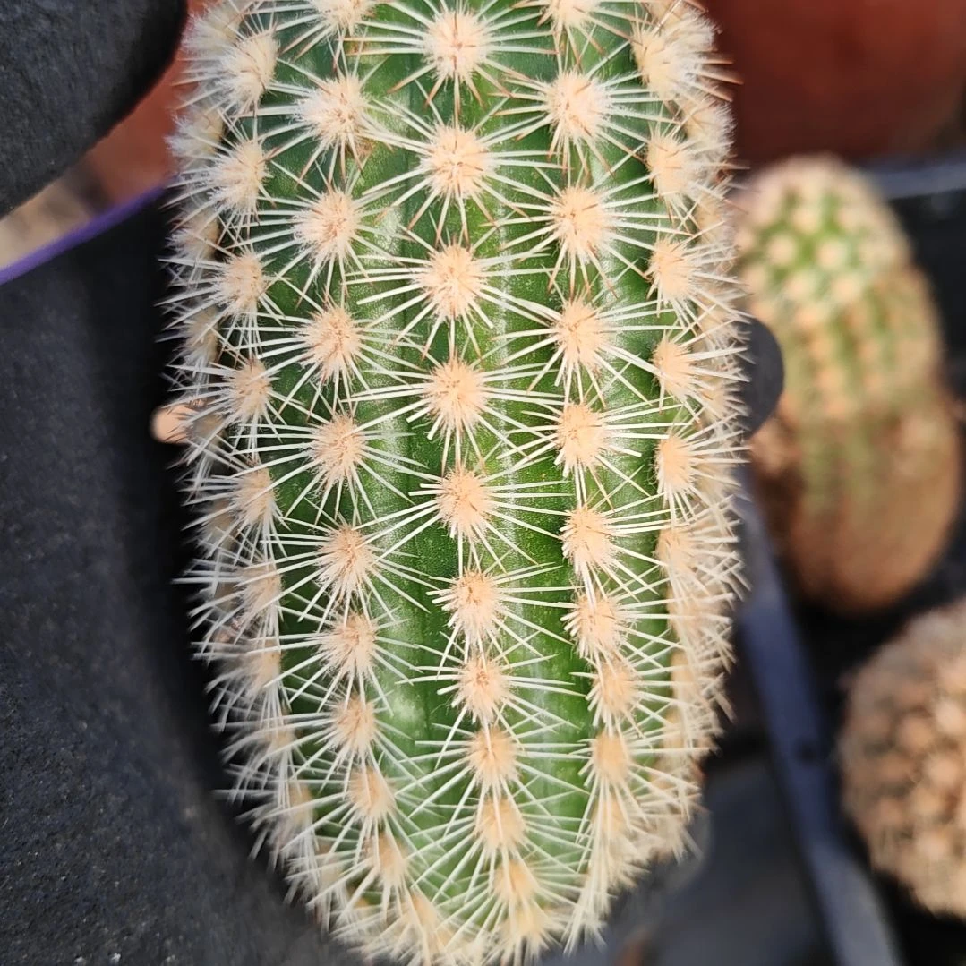 史蒂夫之梦侧芽10厘米左右福
