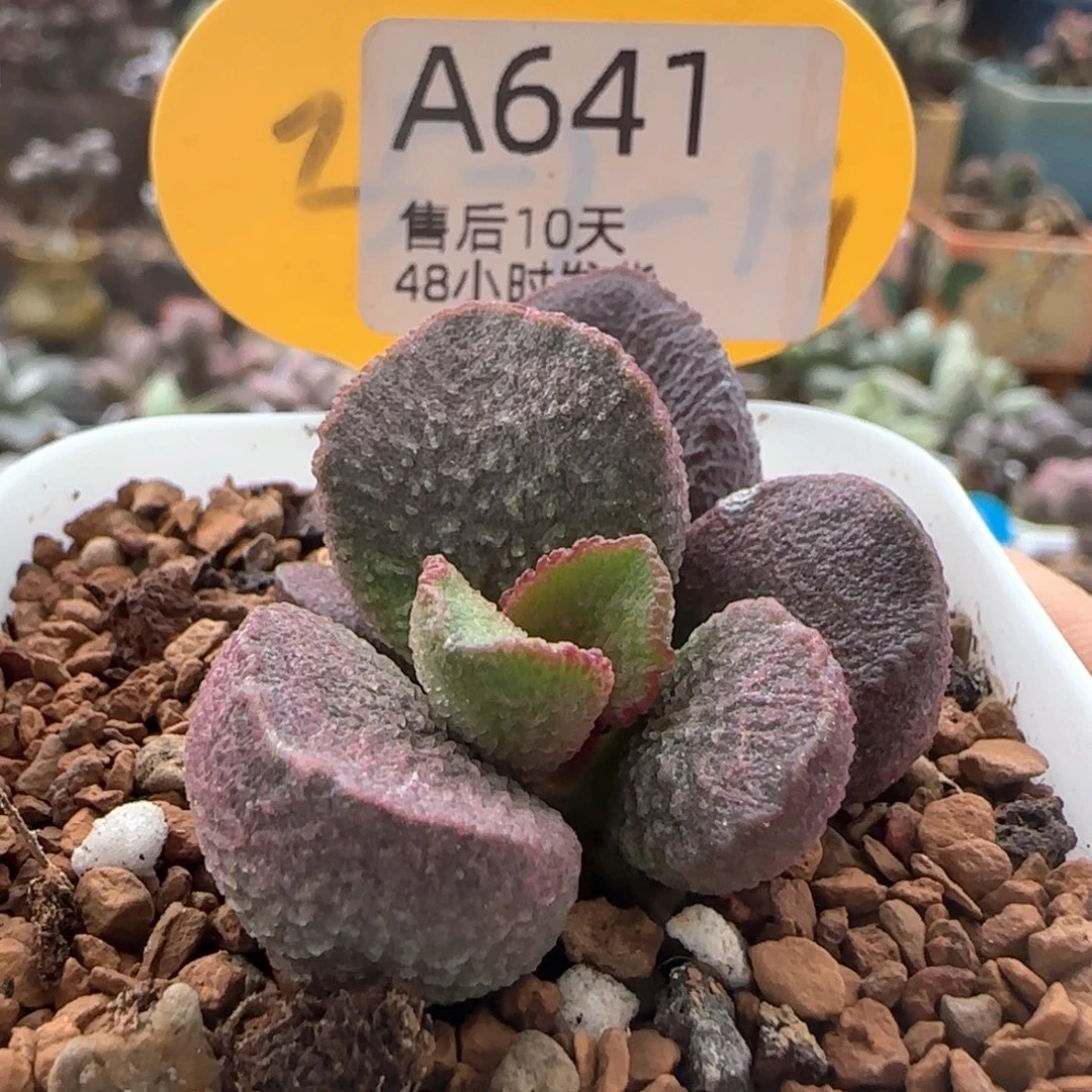玉环。    641。