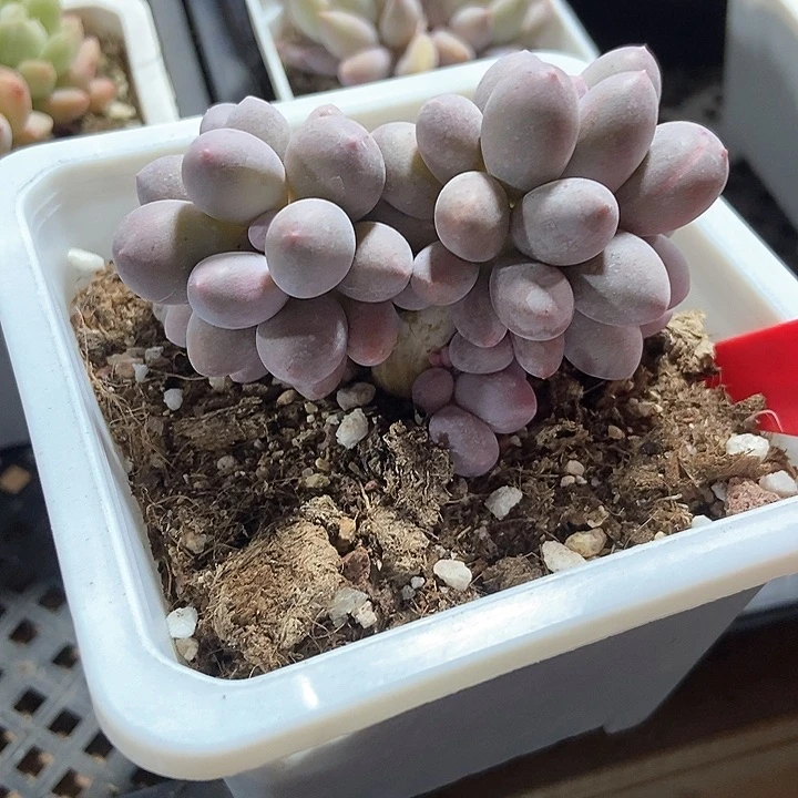 多肉植物汤圆805