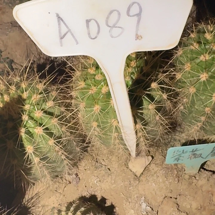 ?****✨A089,清惊艳瑕疵歪头