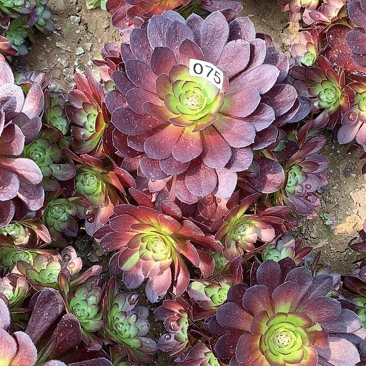 墨*多肉植物法师75黑美人