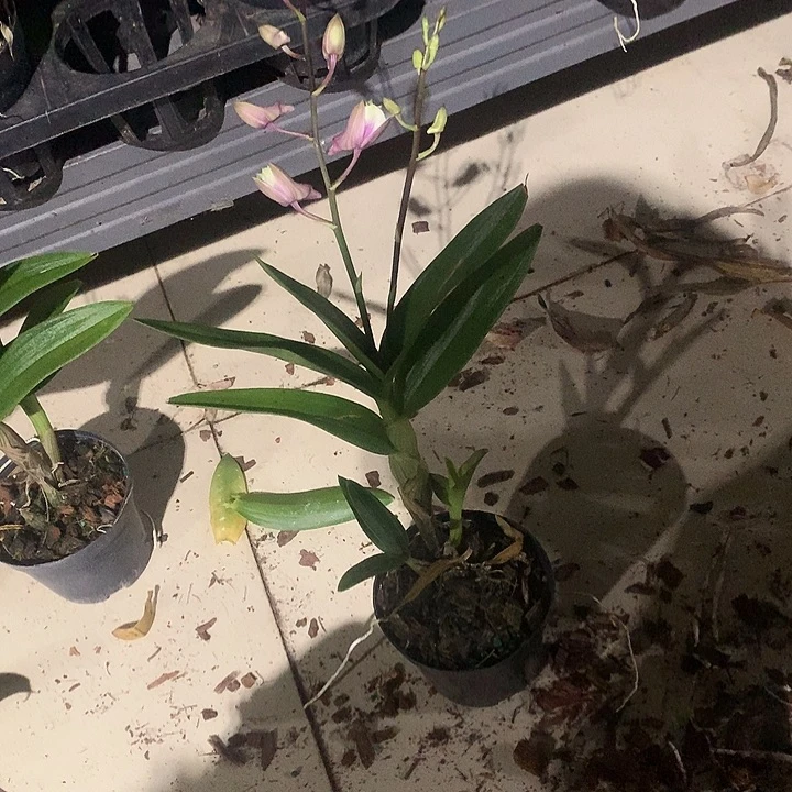 完全开放新品粉黛大小苗很小盆