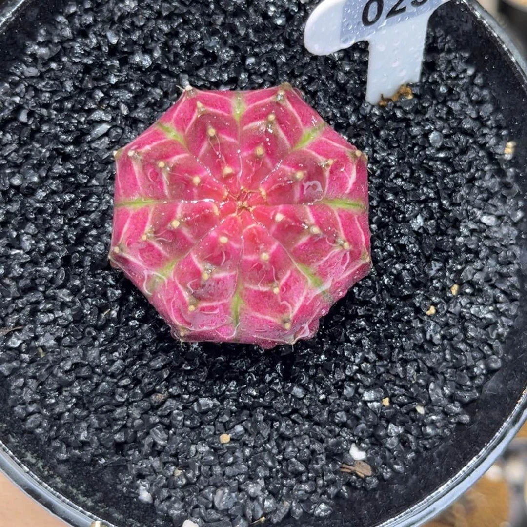 精品梦想轮回无刺