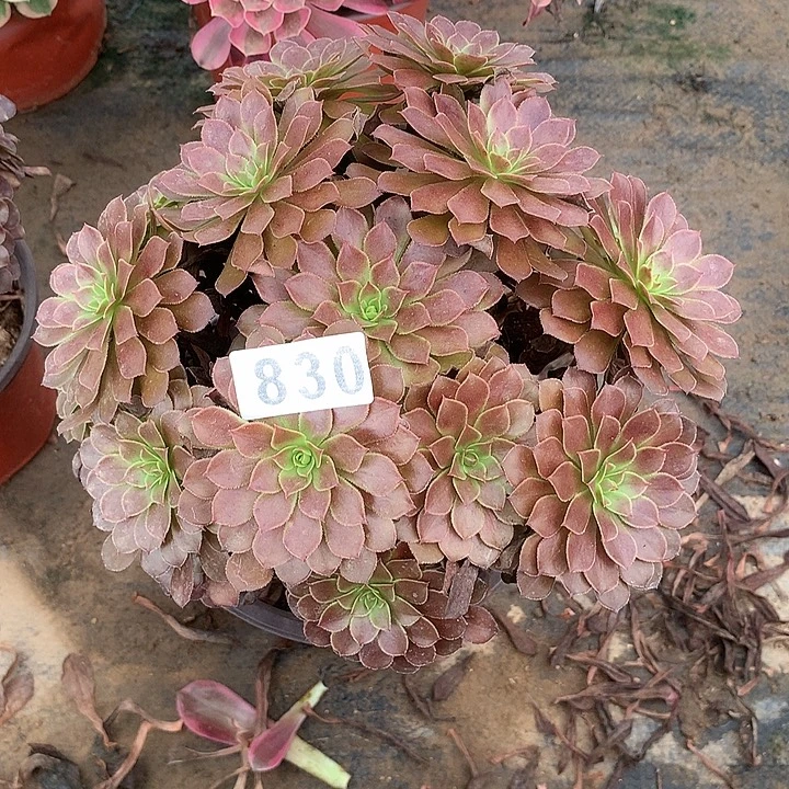 多肉植物黑瞳830号