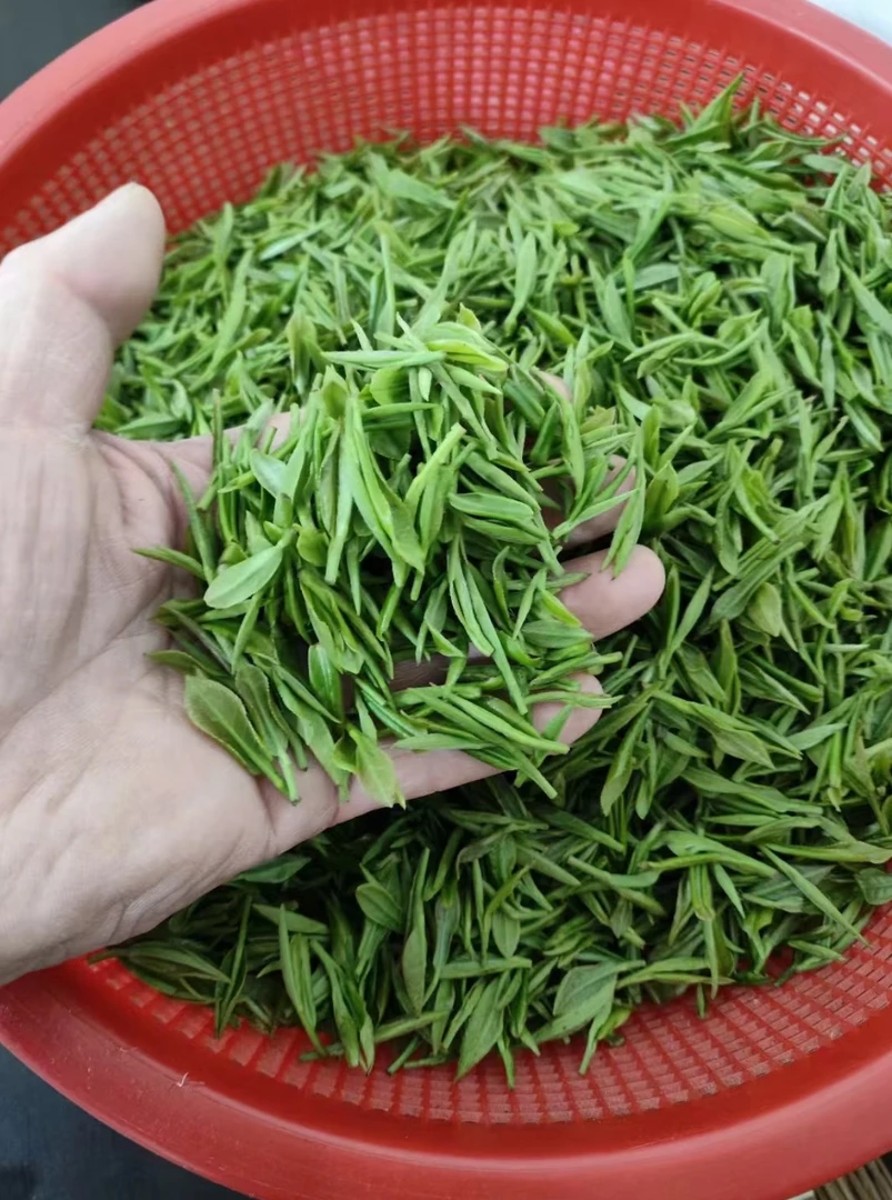 【雨前炒青】2025年新茶苏州东山洞庭山碧螺春优质炒青250克起