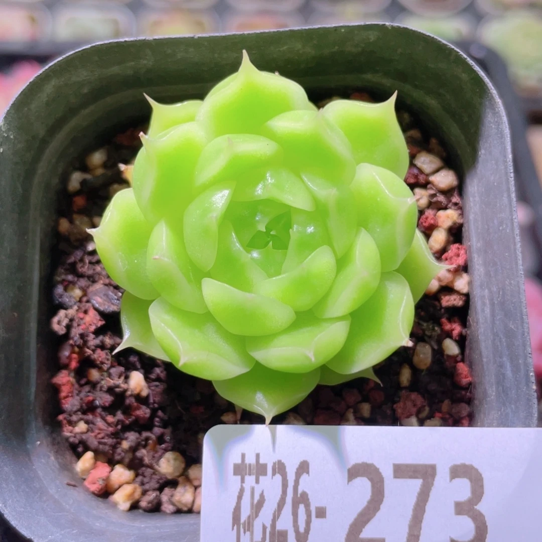 花利美26-273海王