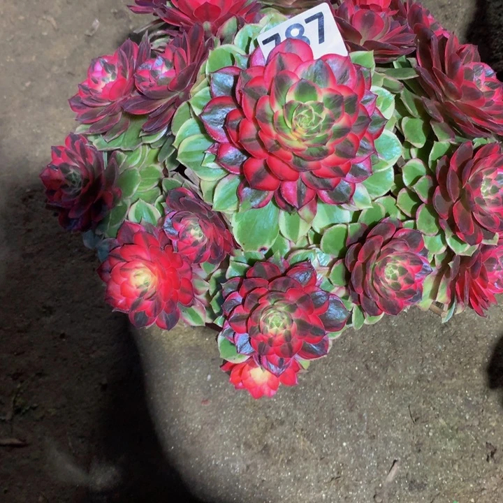 小***美无花朵黑魔锦78700000