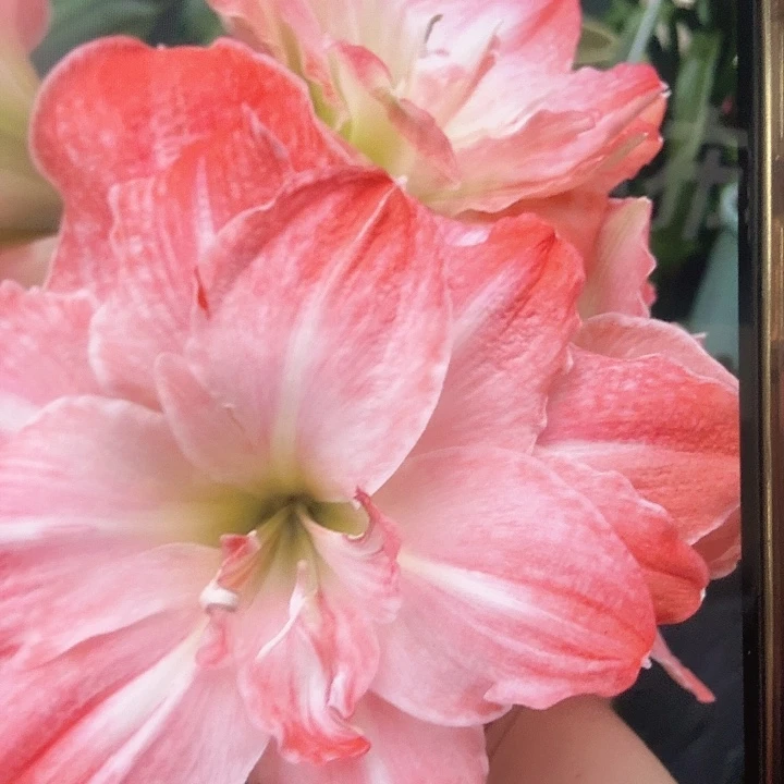 火烈鸟黛丝直径9+刀伤球进口球