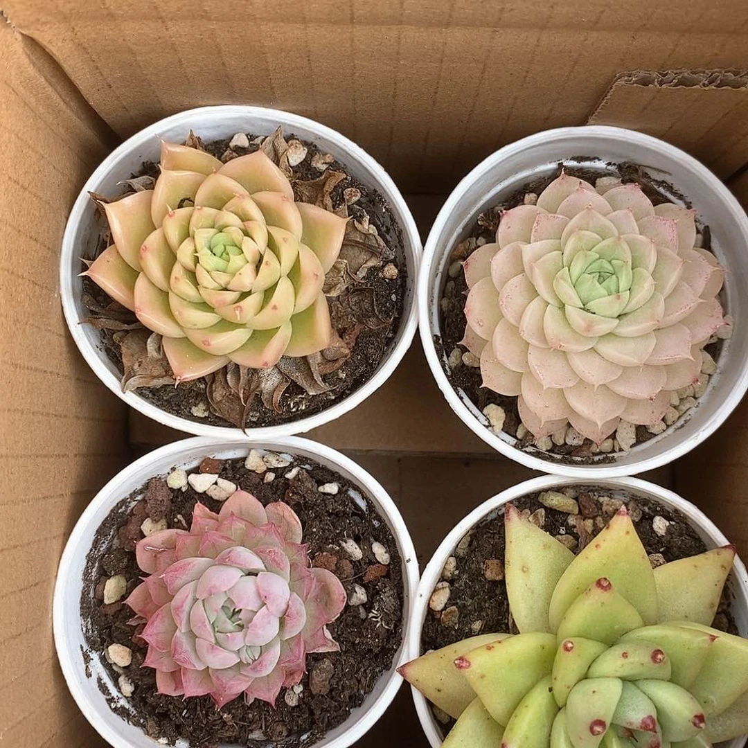 四色六个9.9包邮5136