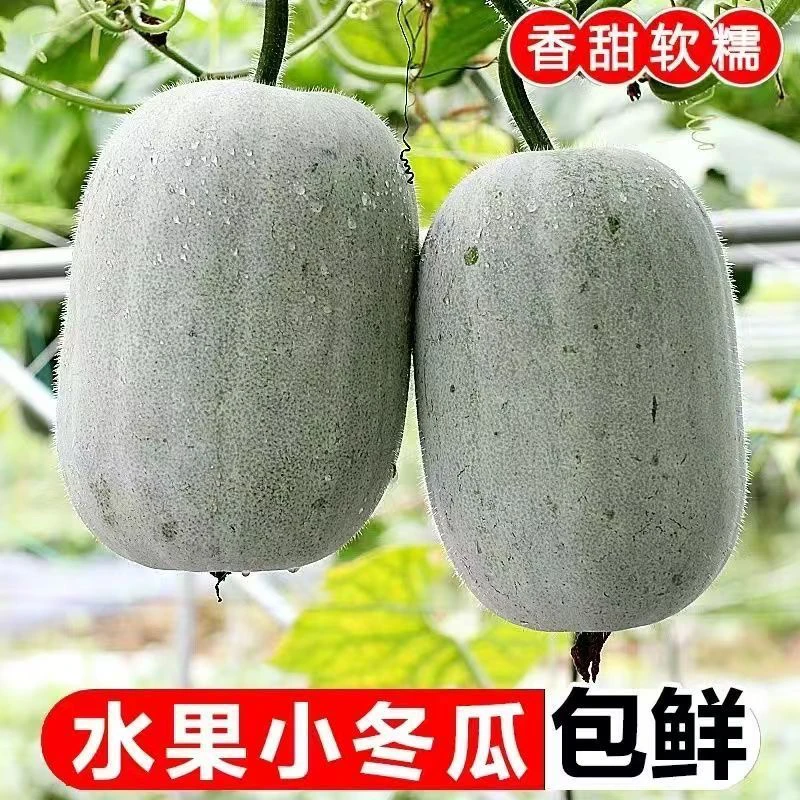 河南产地新鲜水果冬瓜迷你小冬瓜挂白霜冬瓜应季蔬菜正宗可生吃